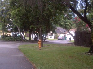 Fire Hydrant & Trees