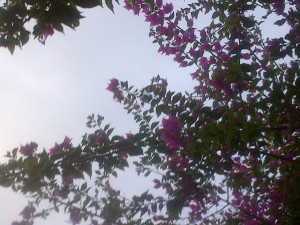 Hibiscus & Sky